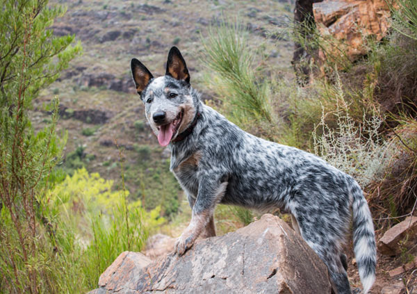 Australian Cattle Dog