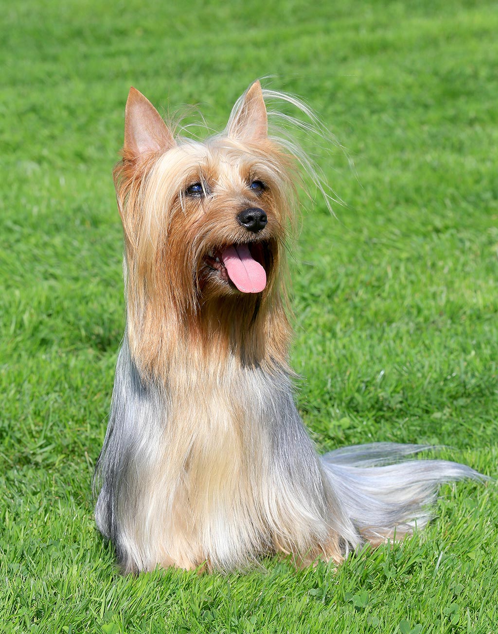 Australian Silky Terrier low shedding dog