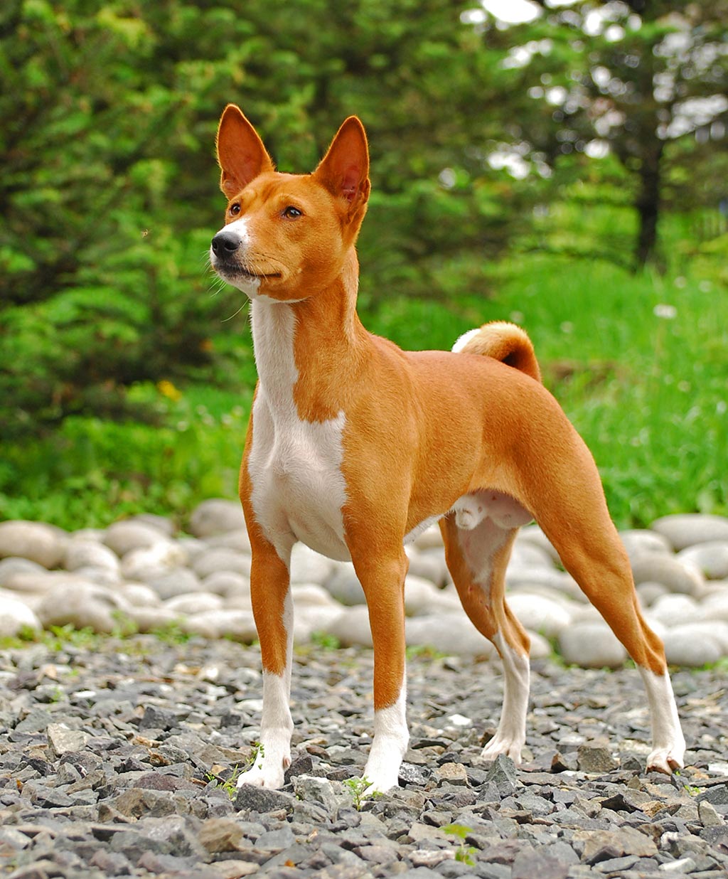 Basenji low shedding dog
