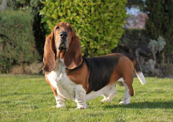 Basset Hound