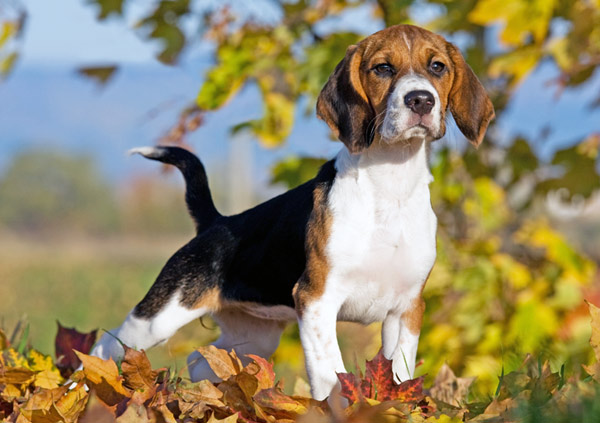 Beagle Dog Breed