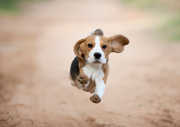 Beagle 2 Beagle puppy