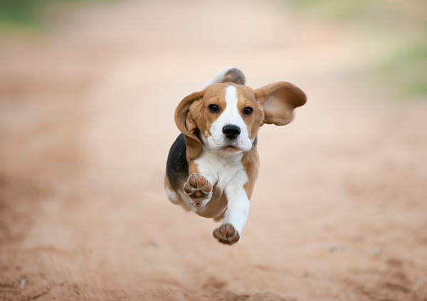 Beagle puppy