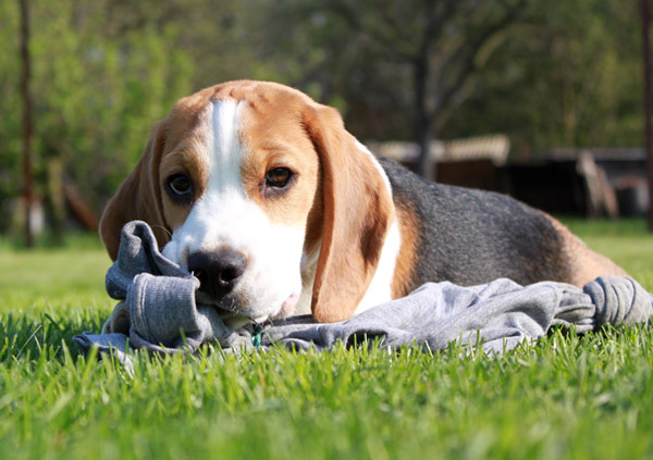 Beagle Dog