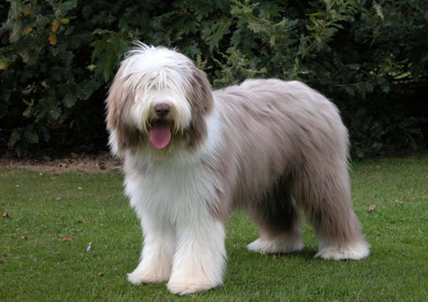 Bearded Collie