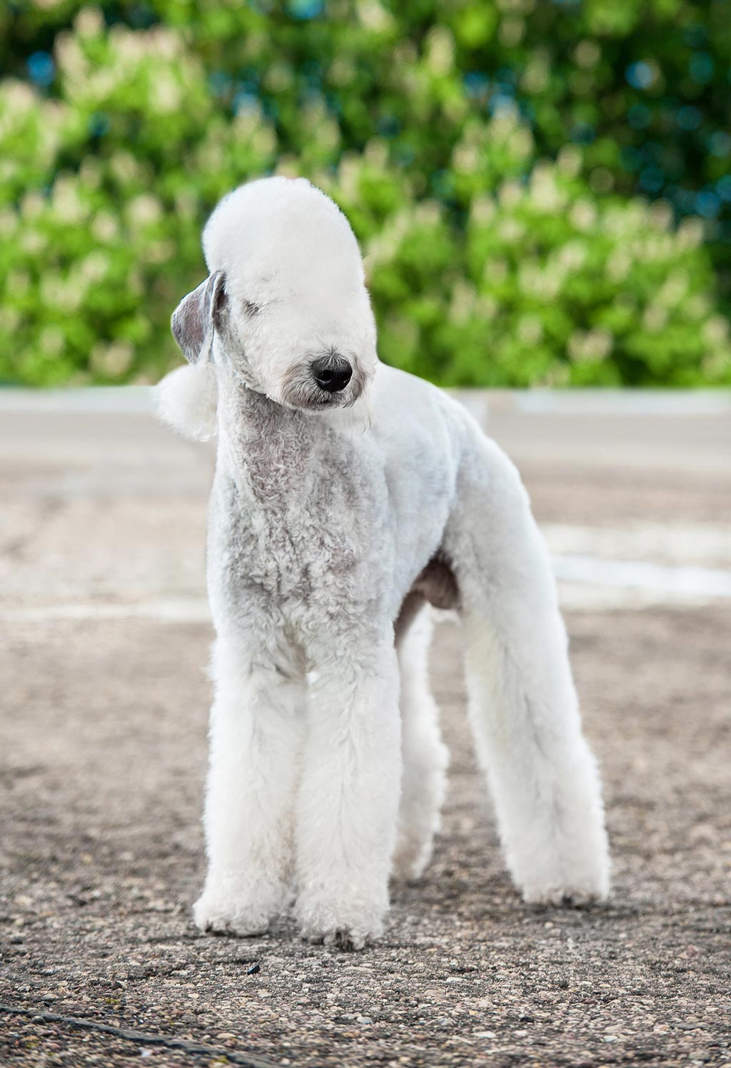 Bedlington Terrier low shedding dog