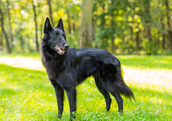 Belgian Shepherd