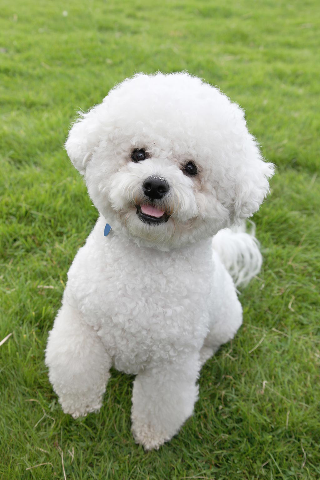 Bichon Frise low shedding dog