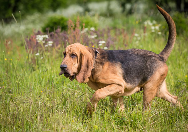 Bloodhound