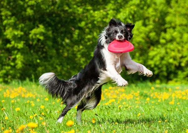 Border Collie fetching frisbee