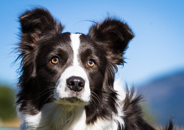 Border Collie puppy eyes