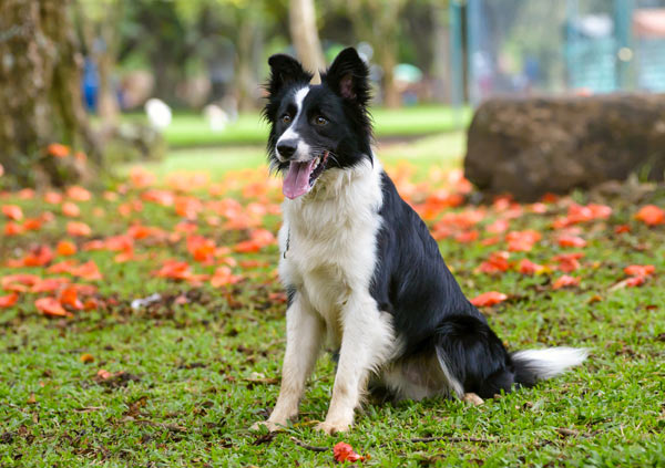 Border Collie Dog Breed