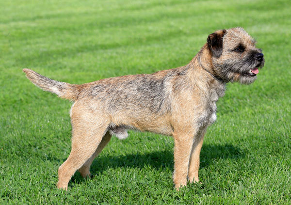 Border Terrier