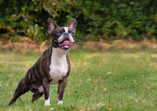 Boston Terrier