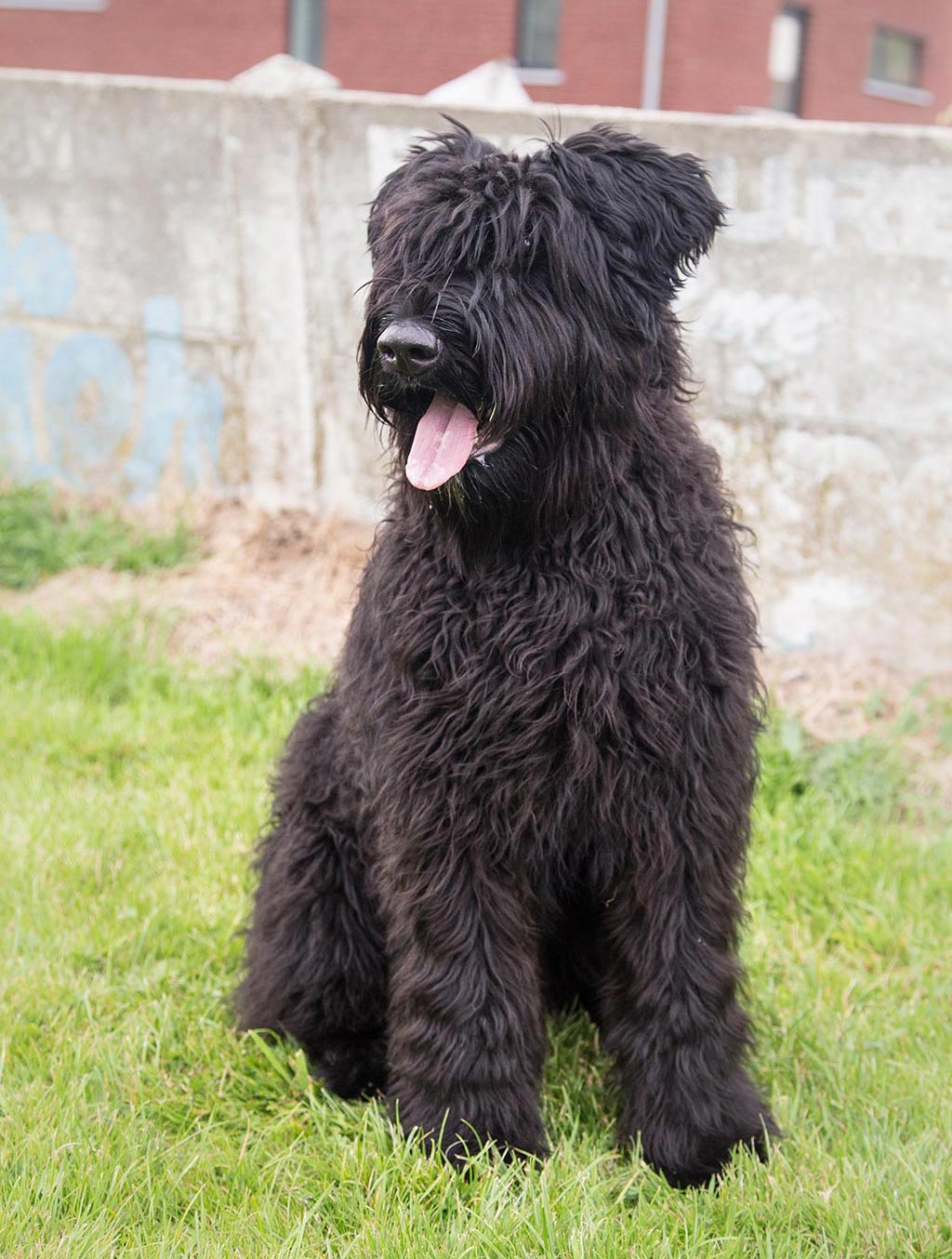 Bouvier des Flandres low shedding dog 1