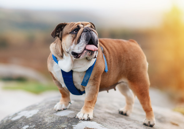 British Bulldog Dog Breed