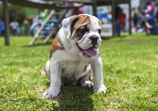 British Bulldog Puppy