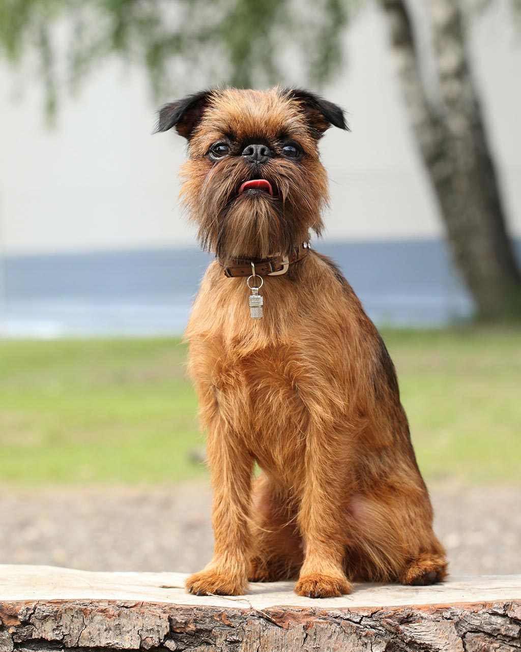 Brussels Griffon low shedding dog