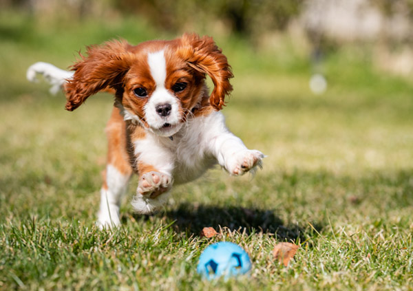 Cavalier King Charles Spaniel Puppy