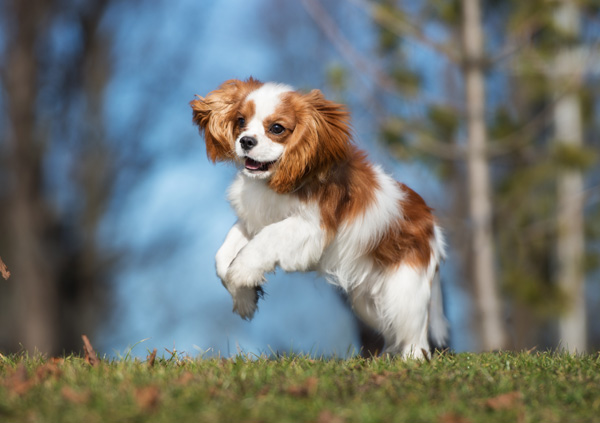 Cavalier King Charles Spaniel dog playing