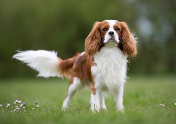 Cavalier King Charles Spaniel dog breed