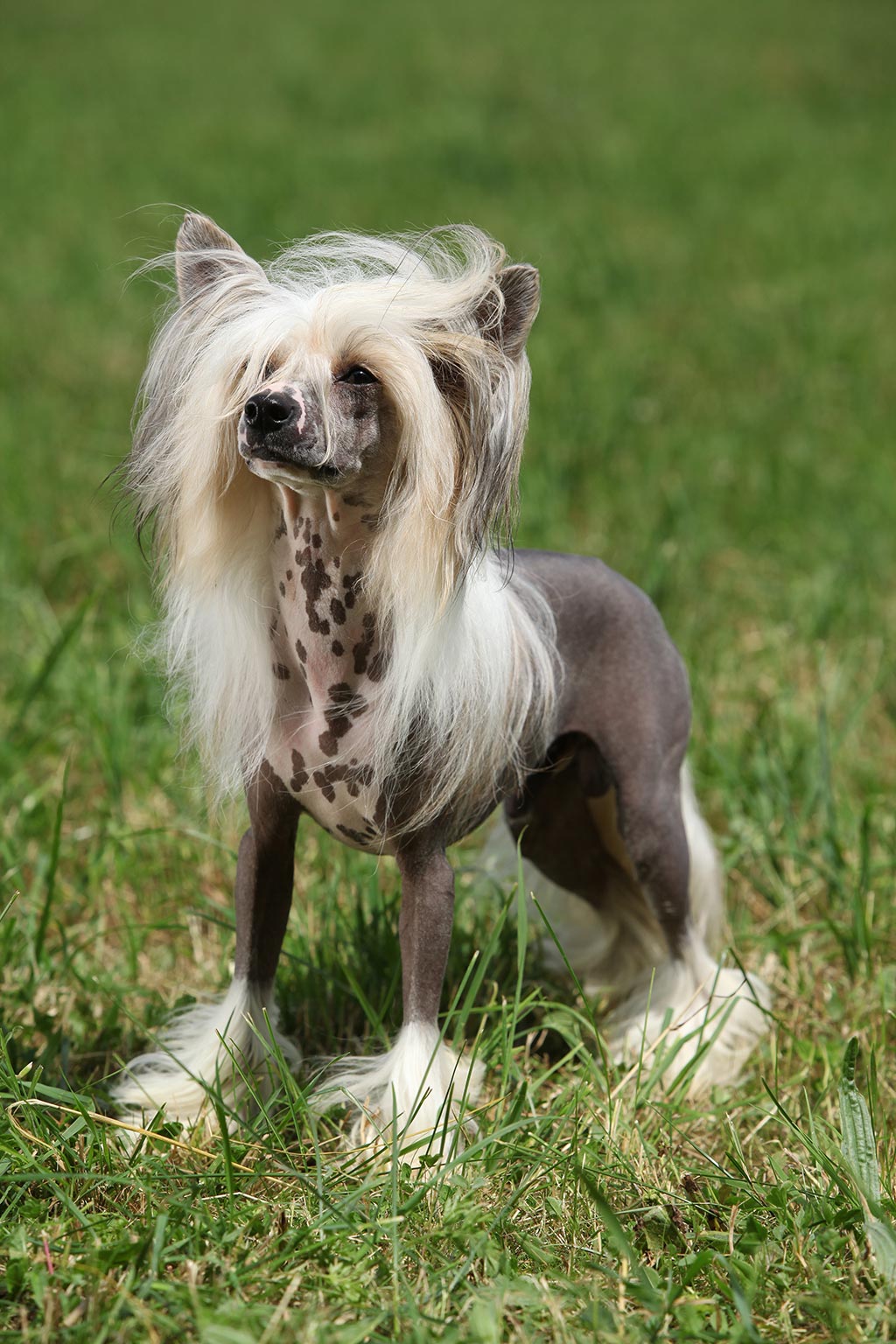 Chinese Crested low shedding dog