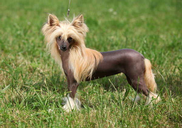 Chinese Crested Dog