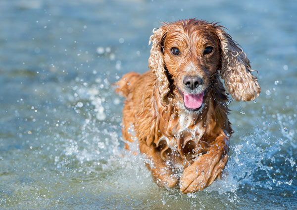 Cocker Spaniel dog playing