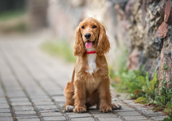 Cocker Spaniel 