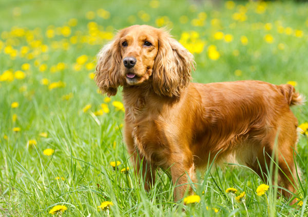 Cocker Spaniel Dog Breed