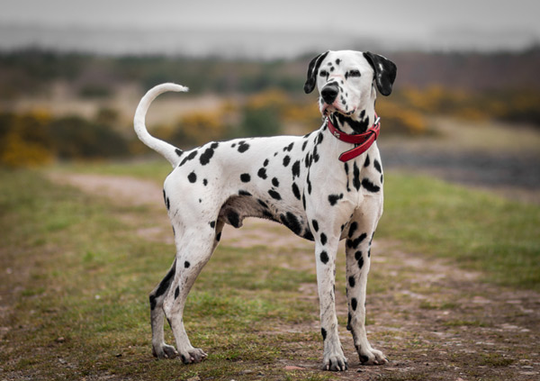 Dalmatian