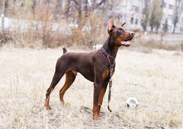 Dobermann Dog Breed