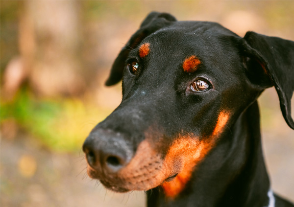 Dobermann Puppy Eyes