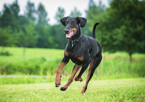 Dobermann dog