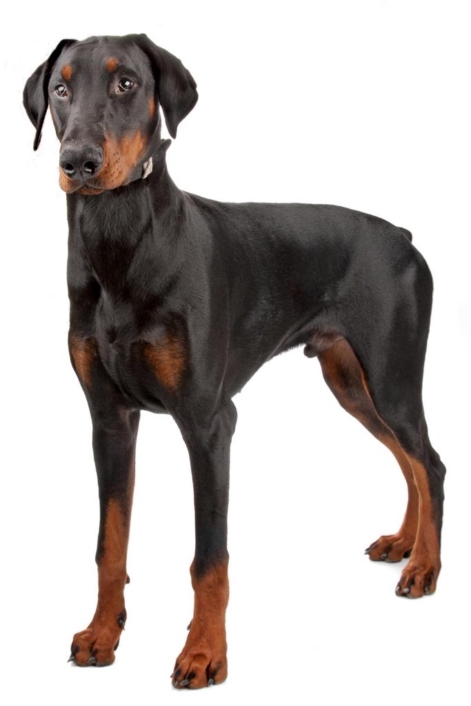 Dobermann wroking dog