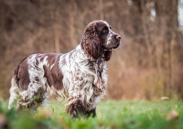 English Springer Spaniel