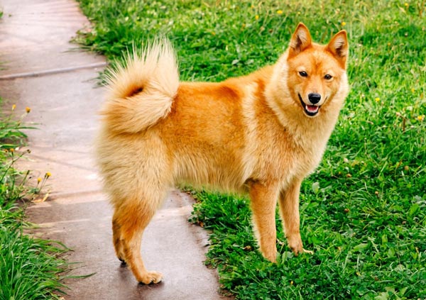 Finnish Spitz Dog Breed