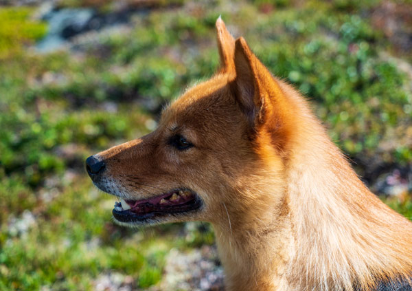 Finnish Spitz 