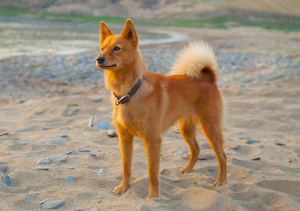 Finnish Spitz Dog