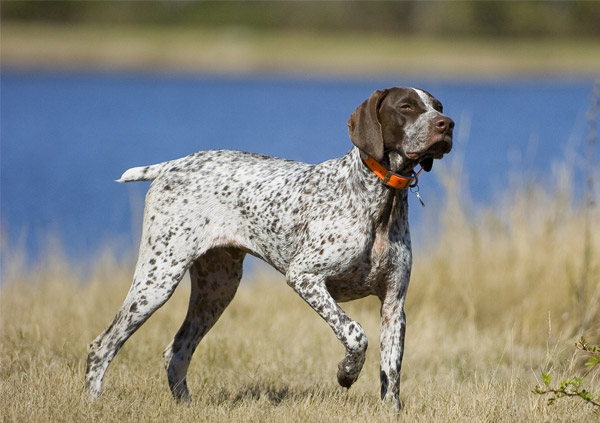 German Shorthaired Pointer