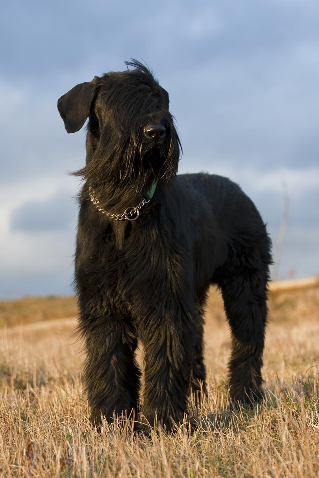 Giant Schnauzer low shedding dog