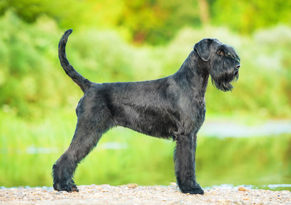 Giant schnauzer