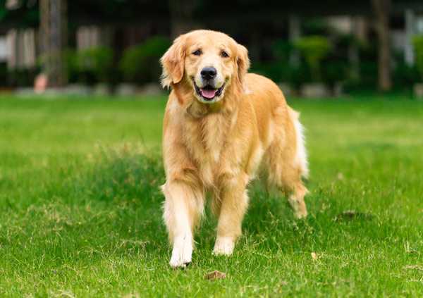 Golden Retriever Dog