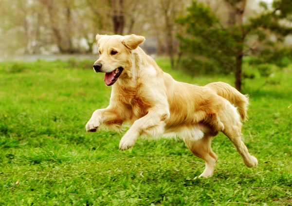 Golden Retriever Dog Breed