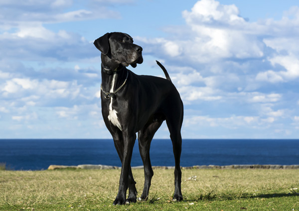 Great Dane