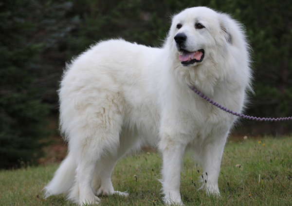 Great Pyrenees