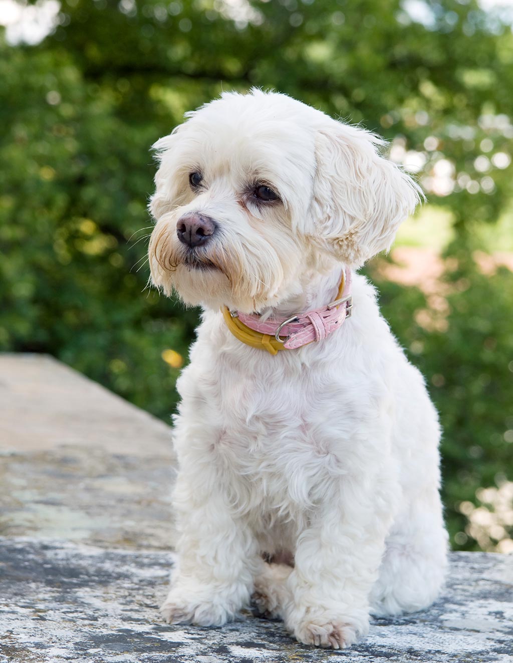 Havanese low shedding dog