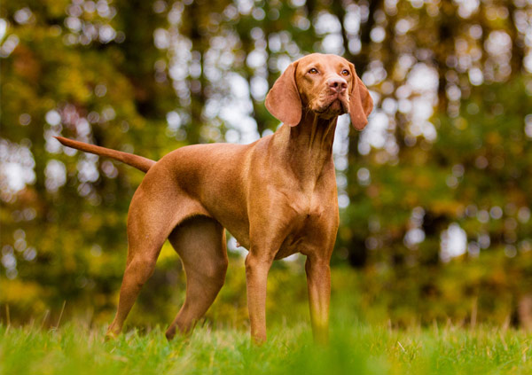 Hungarian Vizsla