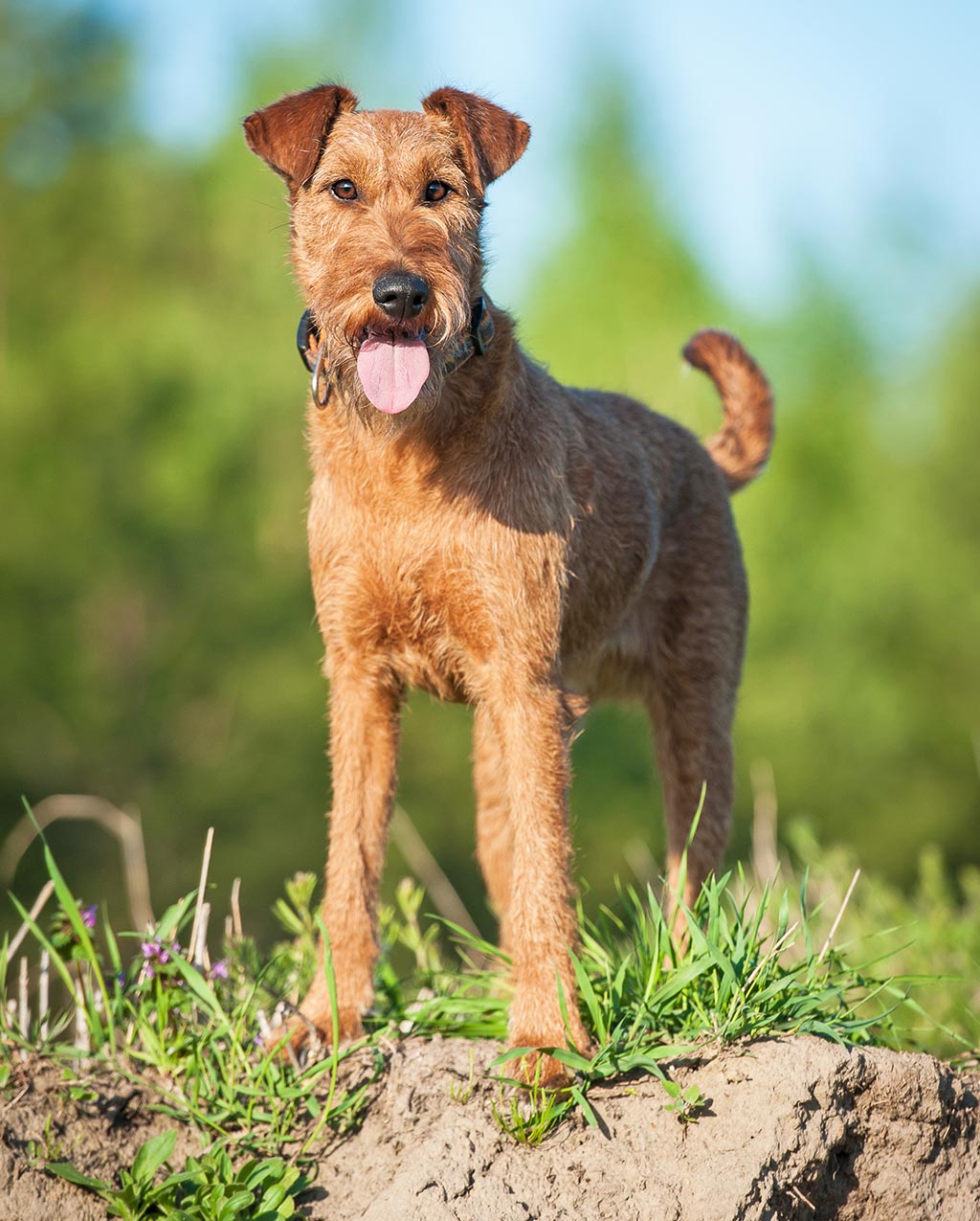 Irish Terrier low shedding dog