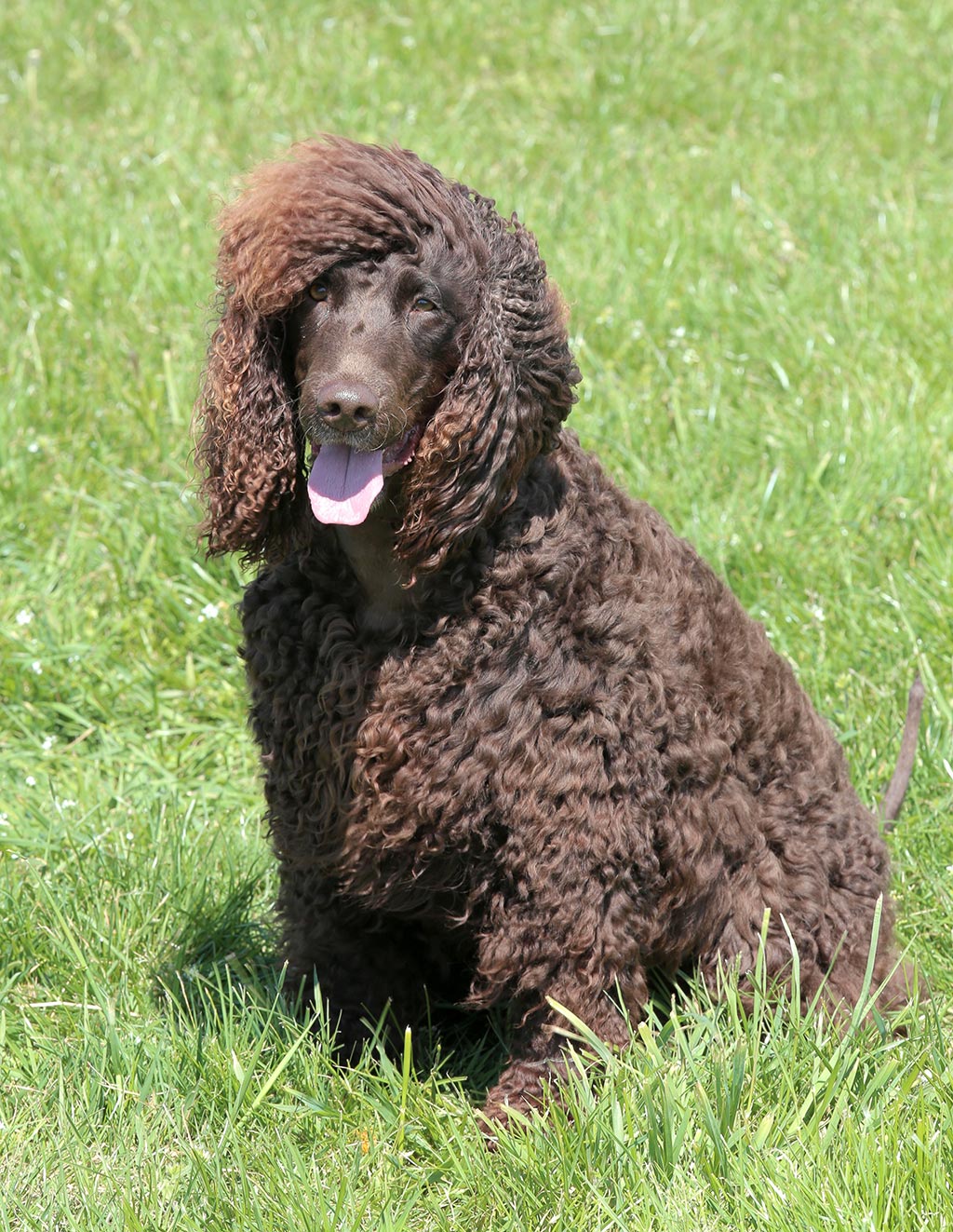 Irish Water Spaniel low shedding dog